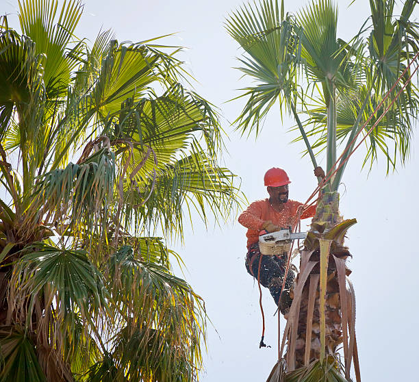 Best Tree Disease Treatment  in Gainesville, VA